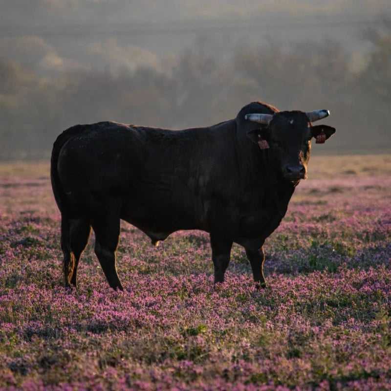 Grass Fed Tallow For Skincare 