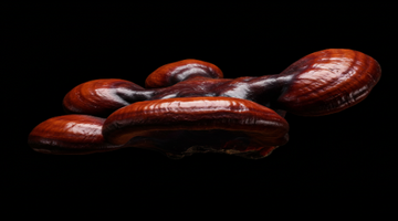 reishi on a black background